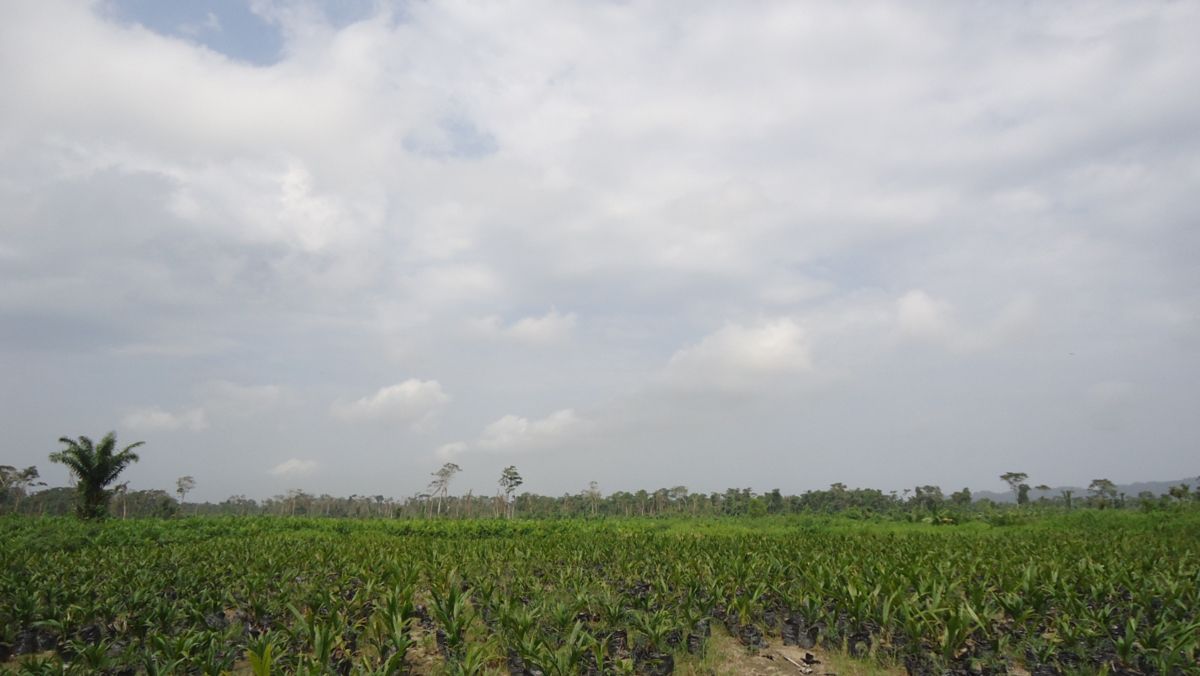 Campos de cultivo fertilizados con cenizas orgánicas