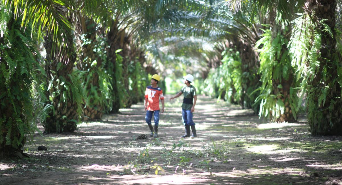 Sendero entre las plantaciones de palma de las familias de GRUPO COINSU