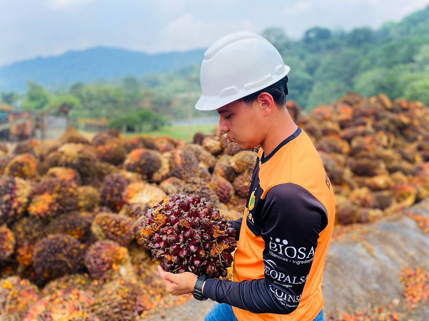 Colaborador de COINSU sosteniendo un racimo de palma aceitera